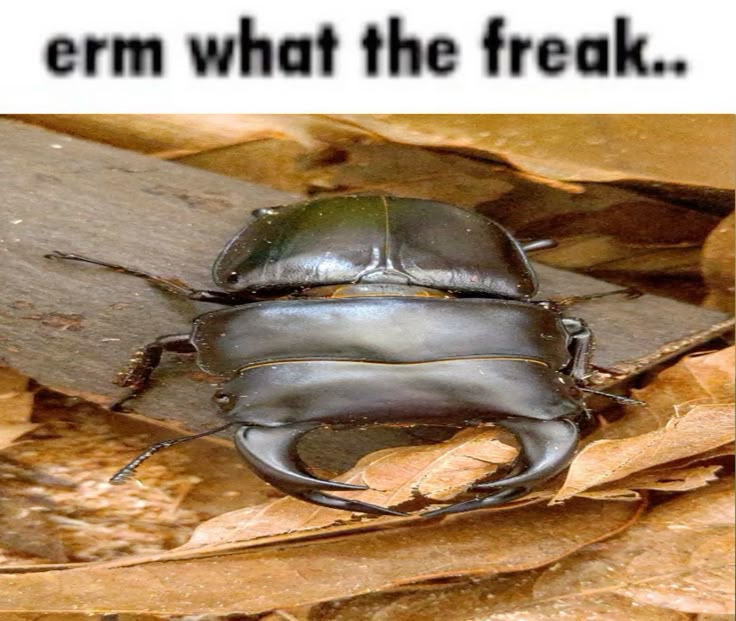 stag beetle saying: erm what the freak